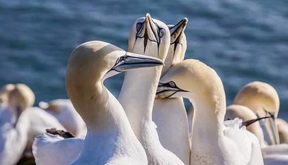 九游APP下载-苏宁决战前“外冷内热” 奥拉罗尤：会做点球战准备