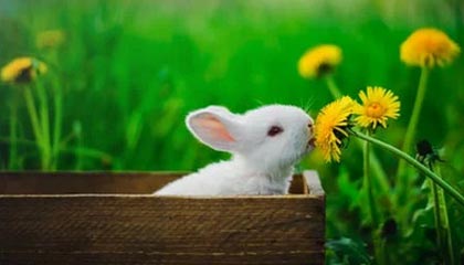 九游APP下载-苏宁决战前“外冷内热” 奥拉罗尤：会做点球战准备